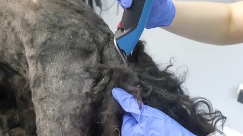 YOU WON'T BELIEVE how this DOG looks after shaving all these dreadlocks