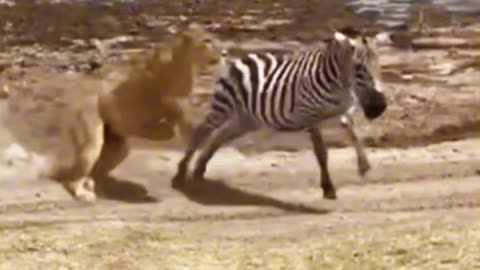 Wildlife animal videos