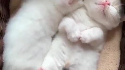 Cat's funny