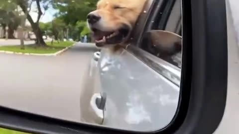 Baby Dogs 🔴 Cute and Funny Dog Videos Compilation #4 | 1 Minutes of Funny Puppy Videos 2023