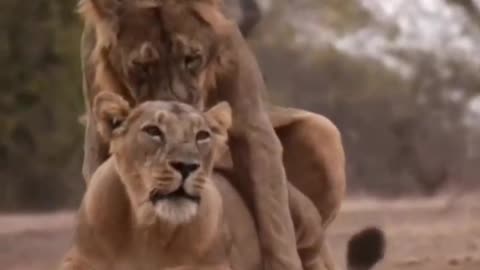 Wildlife in closer view with a natural perspective.