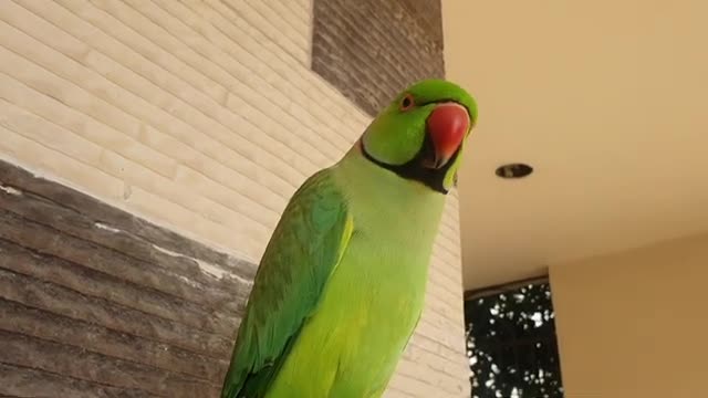 ringneck parrot talking ❤️ | Mithu