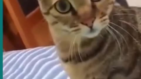💞😆Cats and dogs fighting very funny😂|| Try not to laugh