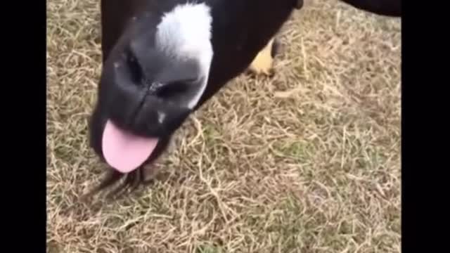 Best Funny Animal Videos😂 - Funniest Dogs And Cats Videos 😃