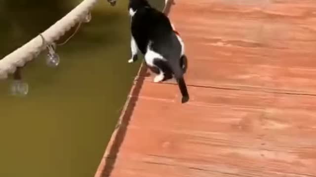 Best Funny moment animals part #9