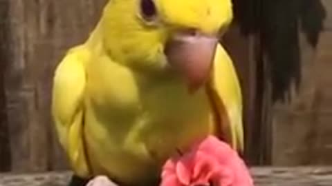 CUTEST CREATURE TALKING PARROT