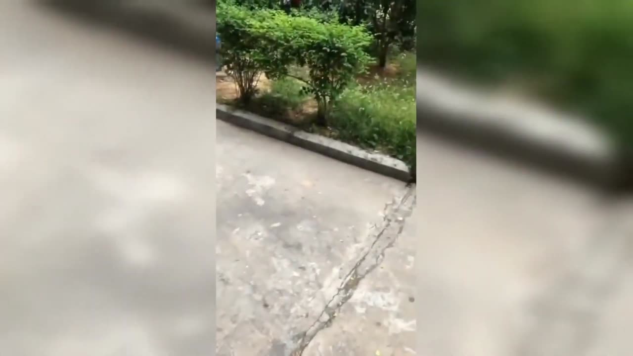 Funny animals