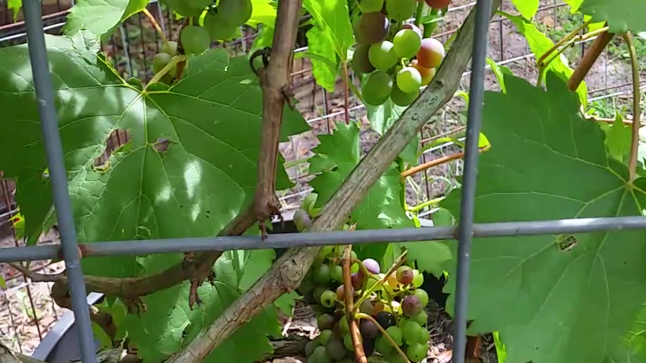 The Grapes Are Turning Purple 6-8