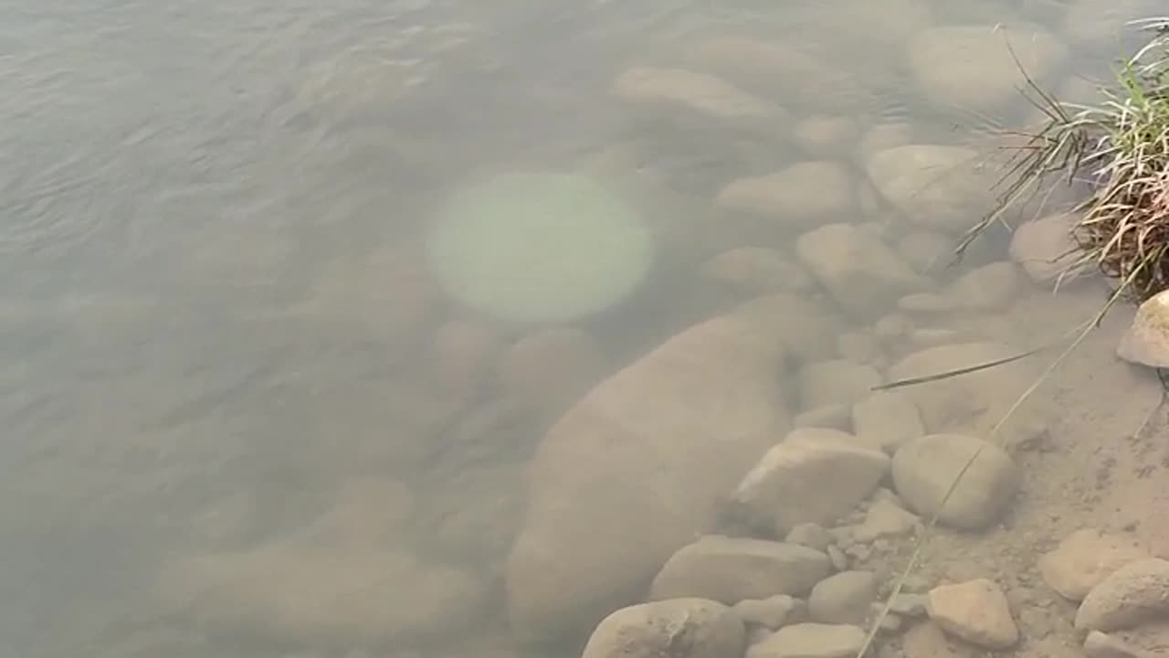 Catching fish in local style with friend in river