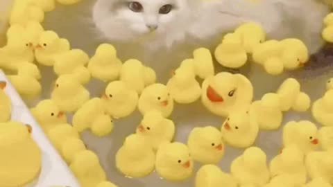 Cute Cat Gif