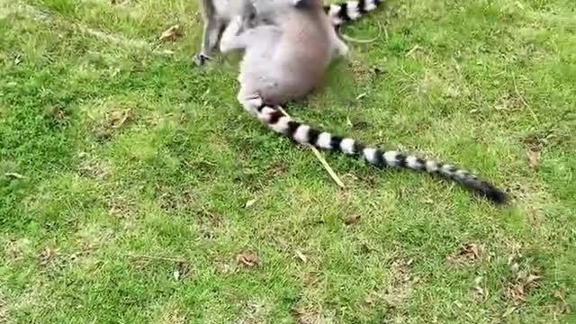 Tailed lemur