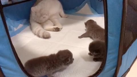 White mother cat and black baby cat, what a strange combination