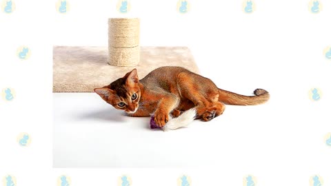 Burmilla Cat VS. Abyssinian Cat