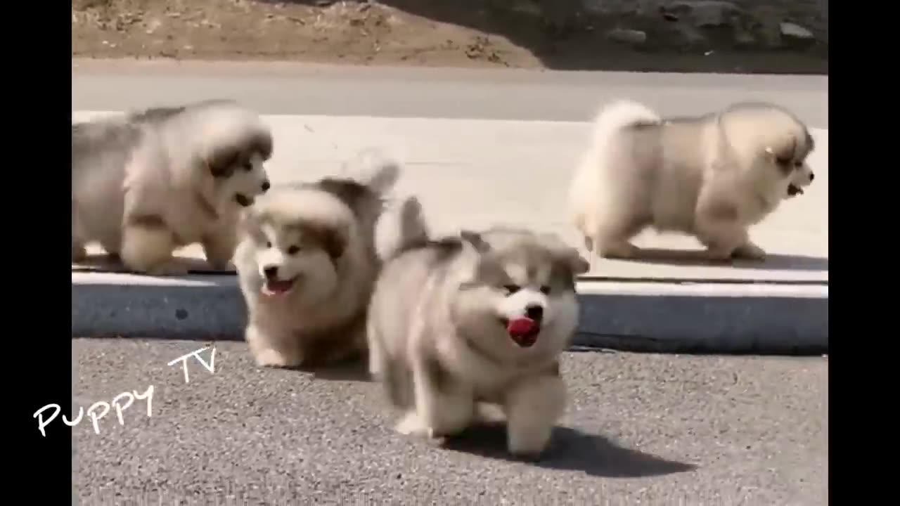 Cutie Puppies