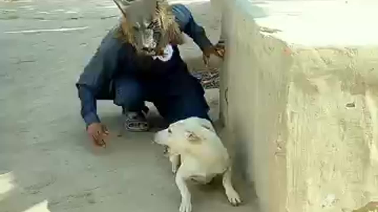 Prank and dog funny video