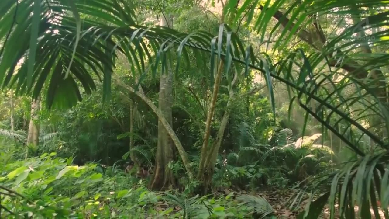 What_Was_the_Earth_Like_after_Dinosaurs_The_Ice_Age