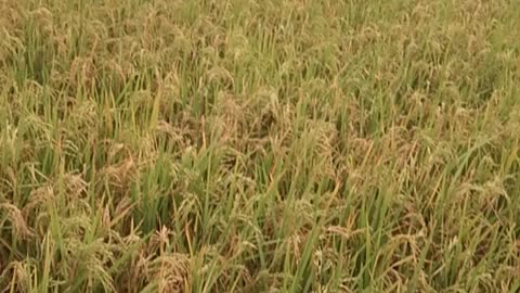 Beautiful field of paddy