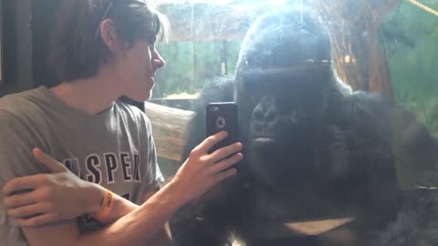 Gorilla reacts when he sees pictures of other gorillas on this guy's cell phone [ORIGINAL]