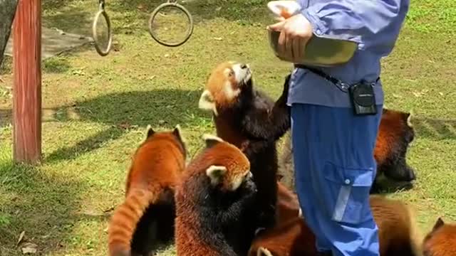 Red pandas like our house