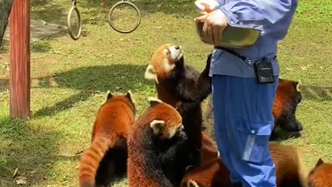 Red pandas like our house