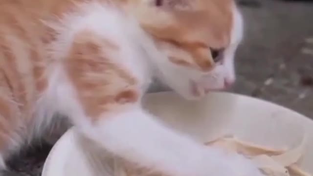 Cat lover
