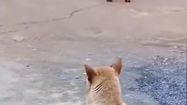 Funny animal video