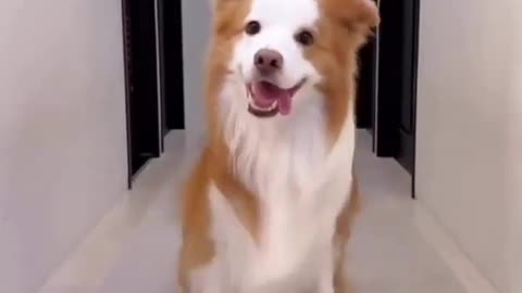 Smart dog are very beautiful style