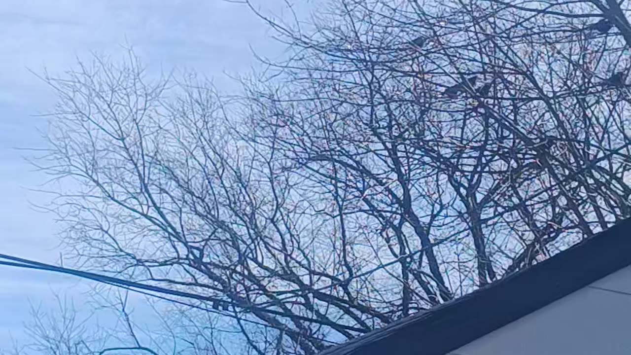 Birds on the wire