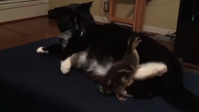 Cat Kicks Duck Away | Funny Video