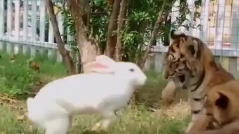 The rabbit actually plays with the tiger