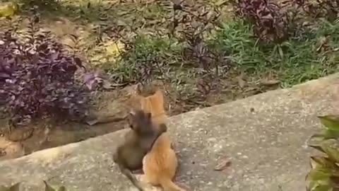 Monkey friendship with cat