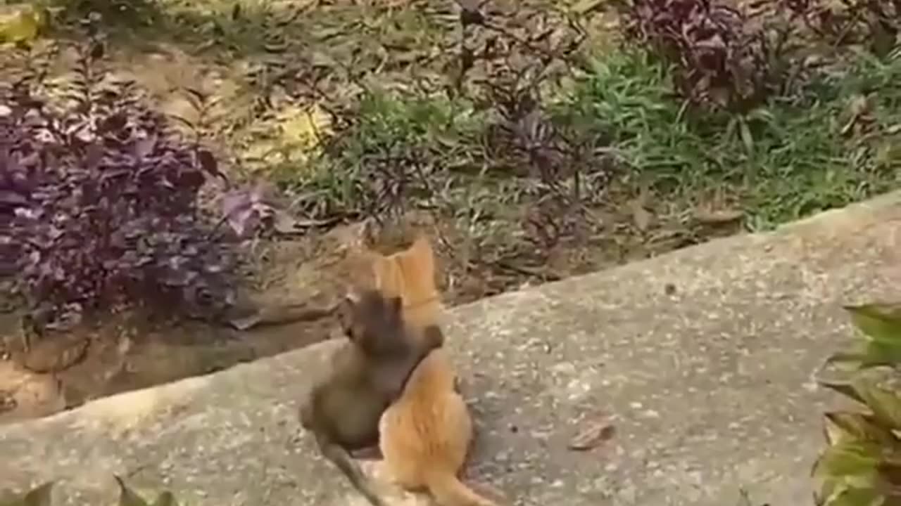 Monkey friendship with cat