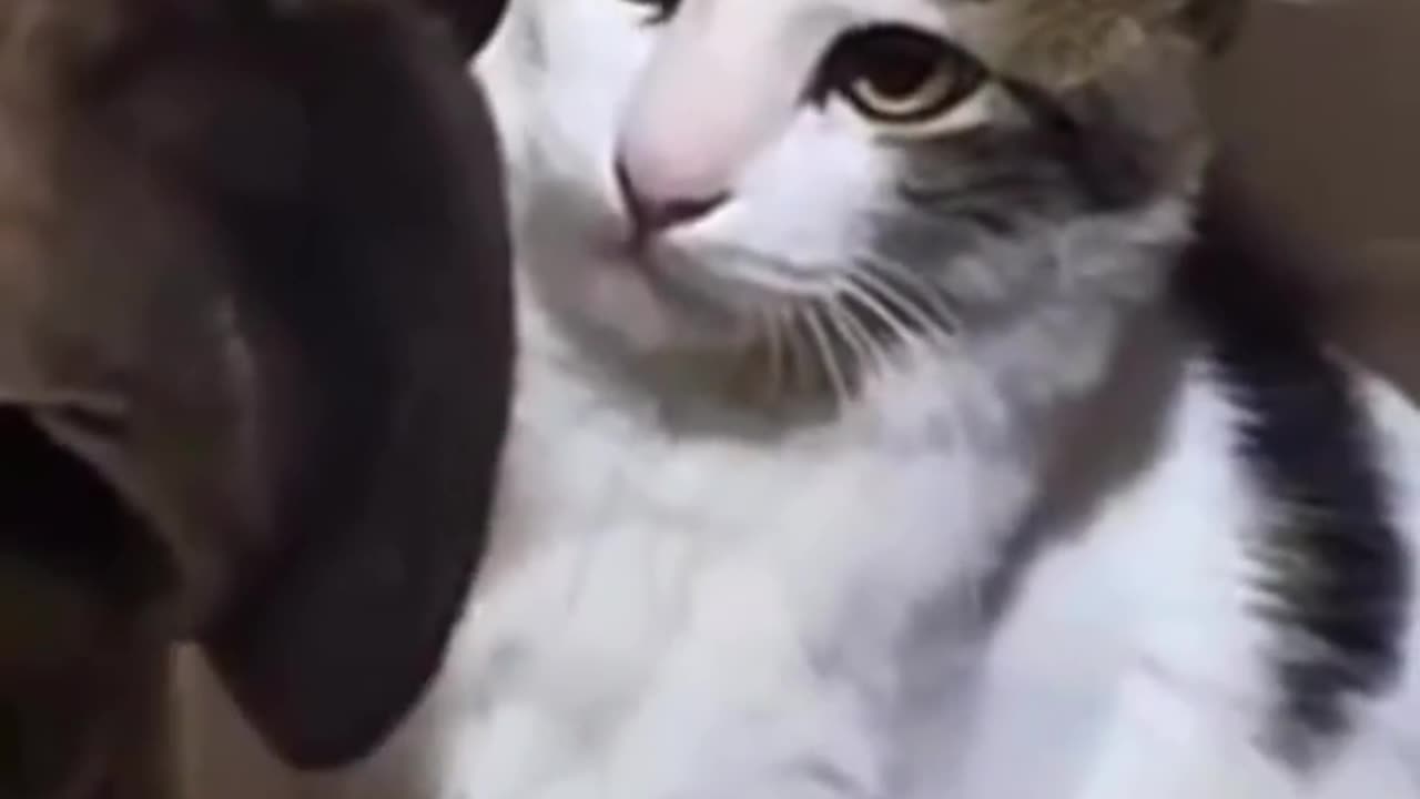 The cat's look says it all 😈🐈😂