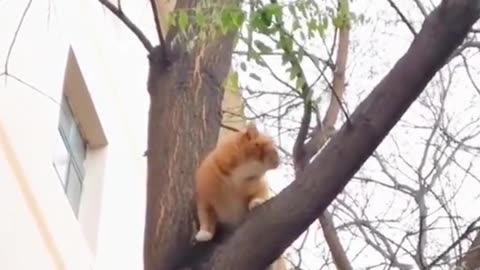 The Secret Life of Birds Protecting Their Territory Against Cats"