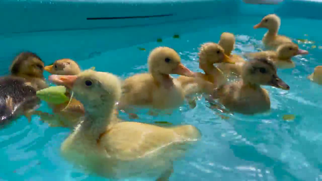 Cute Baby Ducklings in pool for the First Time!