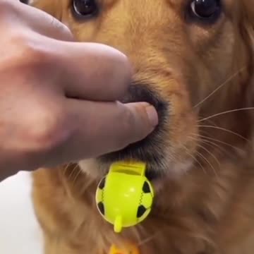 How to learn Your dog to blow a whistle