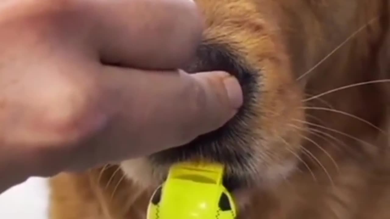 How to learn Your dog to blow a whistle