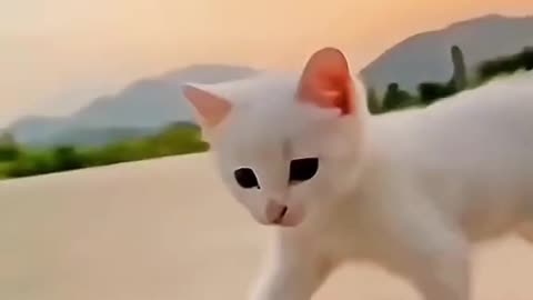 Cat Video