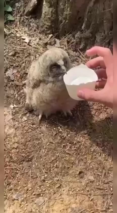 Injured baby owl 🙏