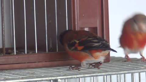 Tamed Red Siskins Singing (Spinus Cucullatus, Cardenalitos)