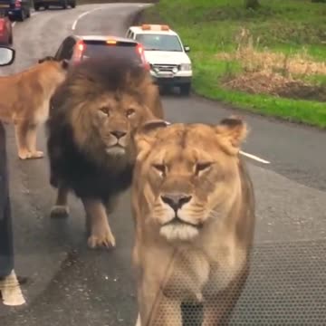 LOIN GANG IN PUBLIC VERT DANGEROUS.