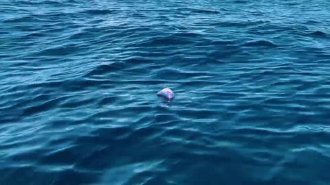 Mysteries of the Twilight Zone _ Worlds of the Deep
