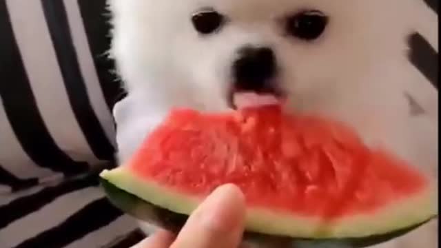 Cute Dog Eats Watermelon▐ FUNNY CUTE ANIMAls