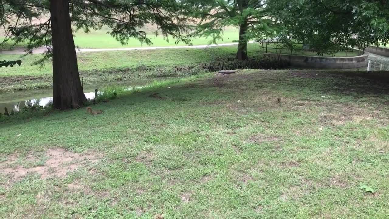 Squirrel Snuck Up On His Buddy Giving Him A Good Scare