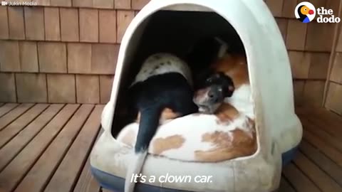 Five Dogs Share Tiny Bed | The Dodo