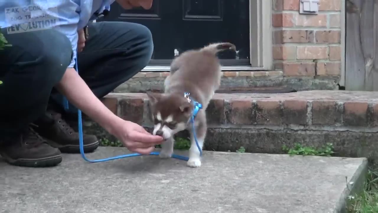 How to Train your NEW PUPPY to Walk on Leash!