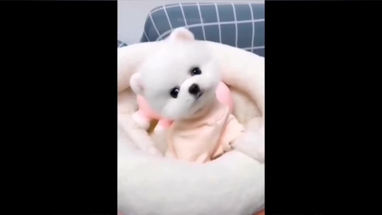 Best Funny Animal Videos Of🤣 The 2023 Funniest Cats And Dogs Videos🙀