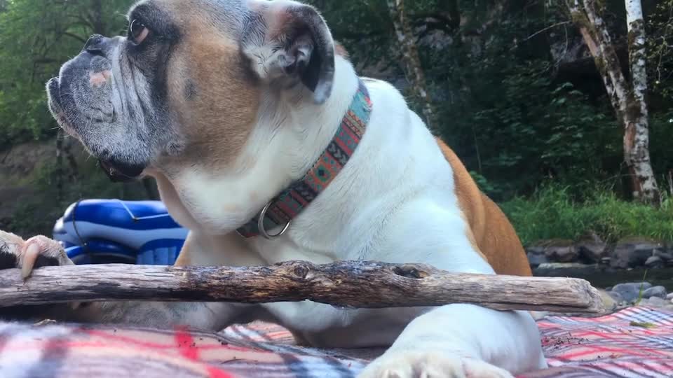 A twig for a bone