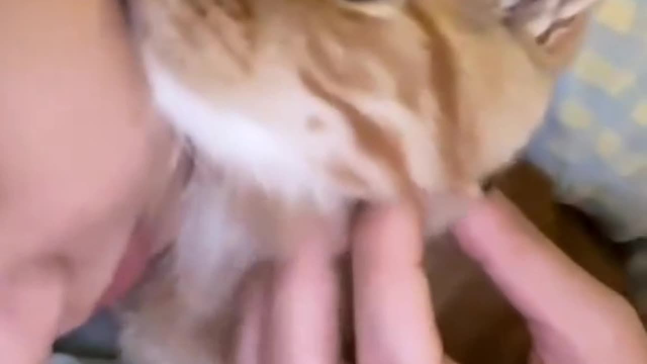Cat video/ funny cat / kittens