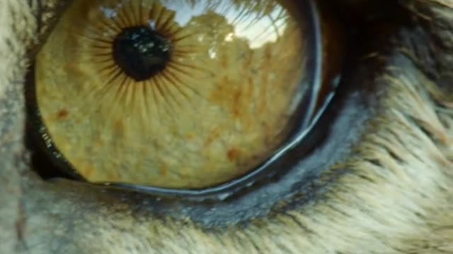 Can you guess which animal this gaze belongs to?